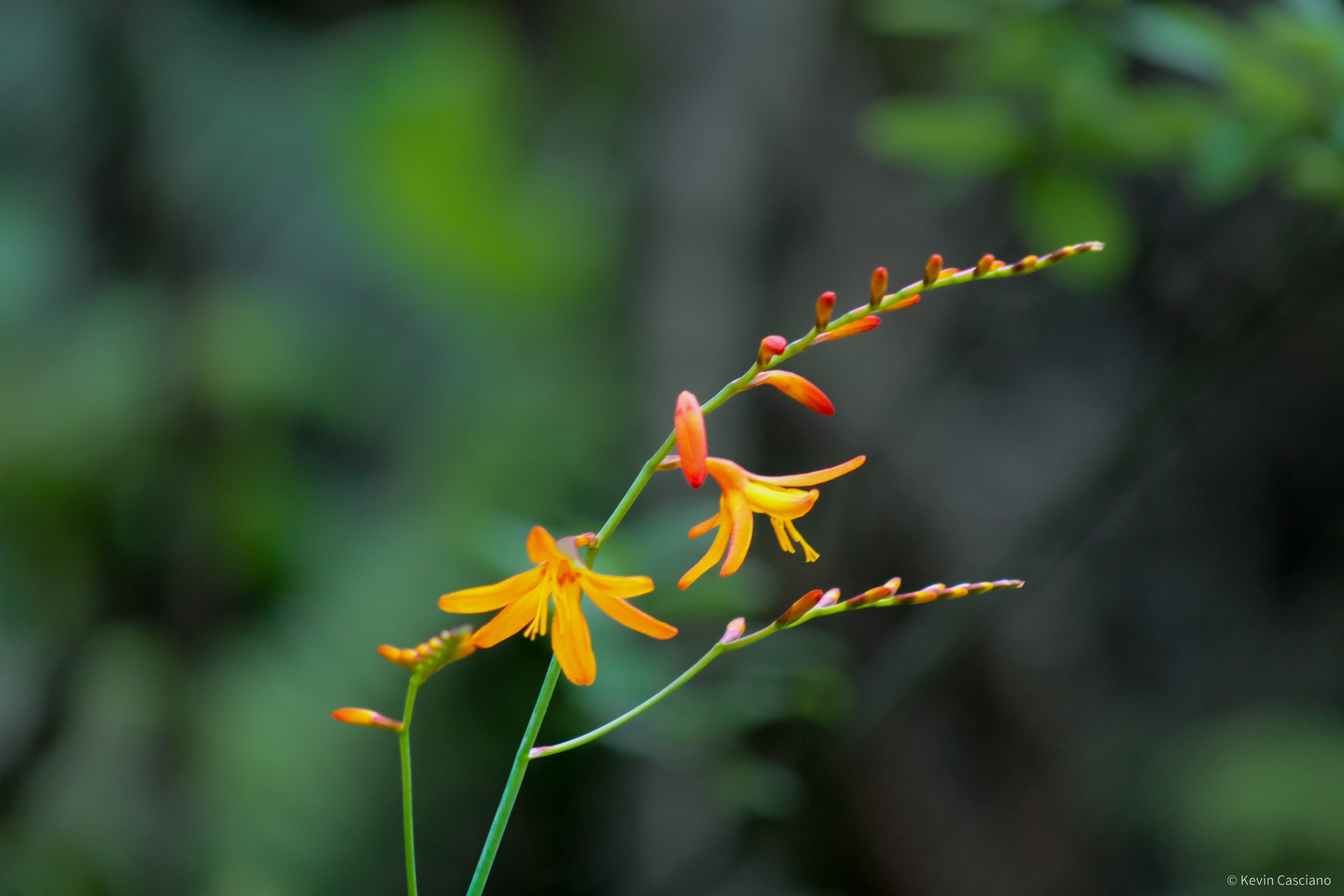 Basalt & Rain photograph 5